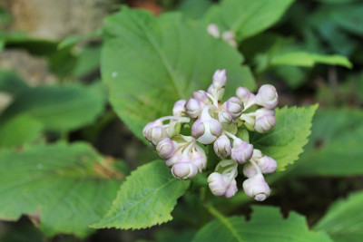 Deinanthe Pink Shi.JPG