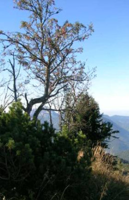 DSCN7834__uralte_eberesche.jpg