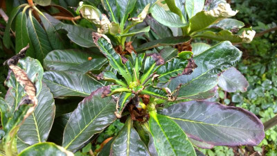 WP_20160714_050 Rhododendron praestans TS 9238 4210m ARS.jpg