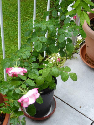 rose-erholt1.jpg