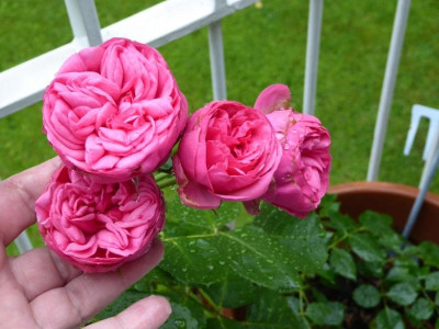 rose-unbekannt1.jpg