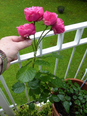 rose-unbekannt2.jpg