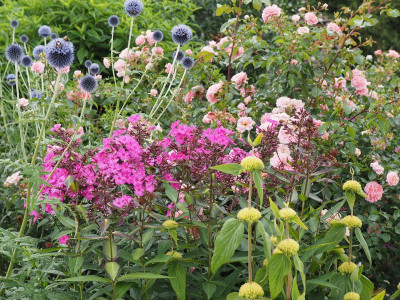 unbekannter Phlox.JPG