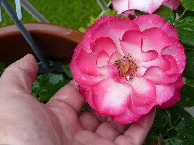 rose-erholt2.jpg