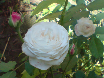 boule_de_neige_oktober.JPG