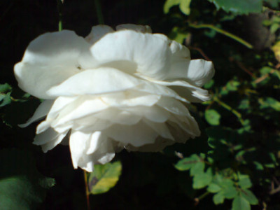 boule_de_neige_oktober2.JPG