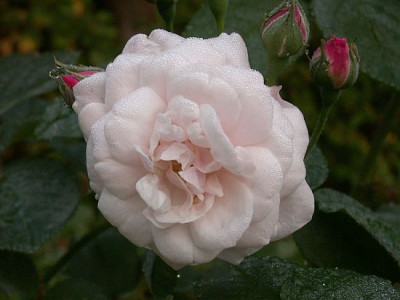 Blanche-Lafitte-10-06.jpg
