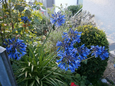 Agapanthus 002.JPG