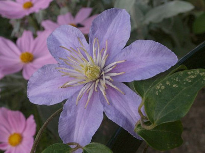 Justa-06-06.jpg