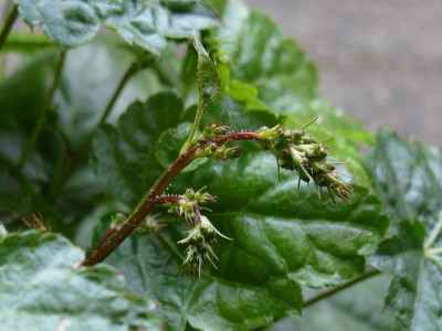 A simplicifolia bud [1280x768].jpg
