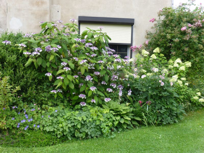 2016-07-15 Hydrangea aspera macrophylla.jpg