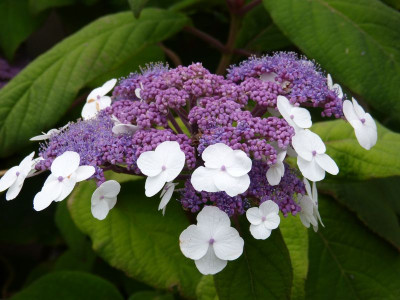 2016-07-15 Hydrangea aspera macrophylla 2.jpg