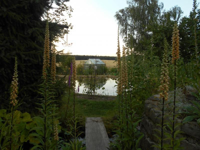 Digitalis2.JPG