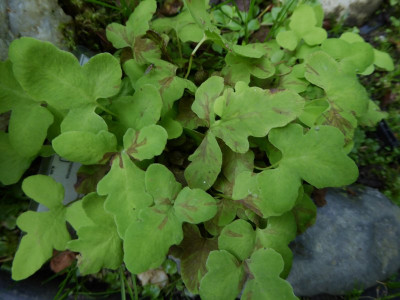 Onoclea sensibilis ...   030.jpg