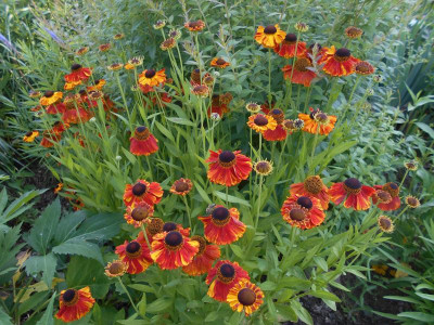 Helenium2.JPG