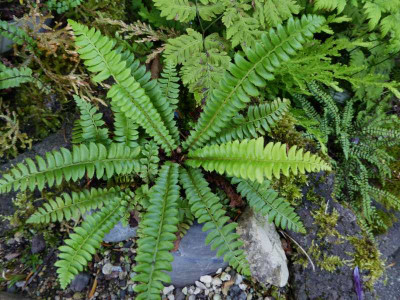 Polystichum lonchitis ...   008.jpg