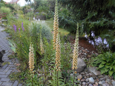 Digitalis1.JPG