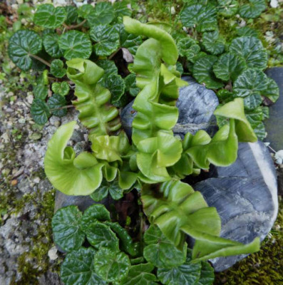 Asplenium scolopendrium Spirale  ...   034.jpg