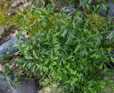 Asplenium fissum ...   061.jpg