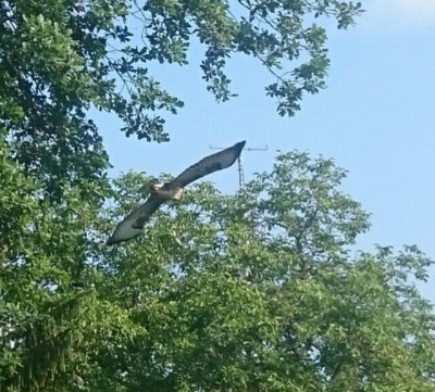 _20160716_082835.JPG