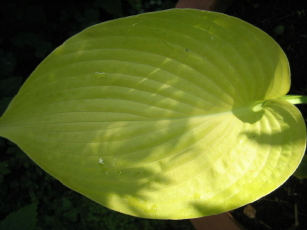 Daybreak_blatt_1_1.JPG