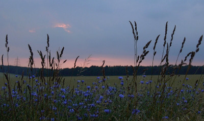 16.7. blaue stunde 2.jpg