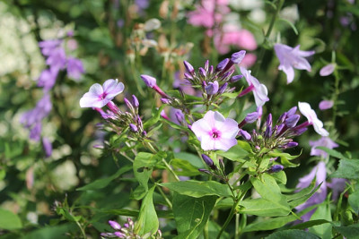 Phlox Zolushka.JPG