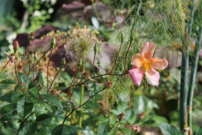 Rose Mutabilis.JPG