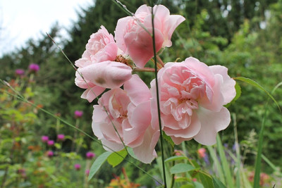 Rose Wildeve.JPG
