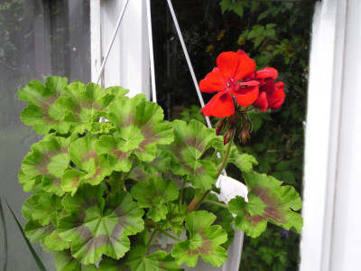 Diverse Blüten 004.JPG