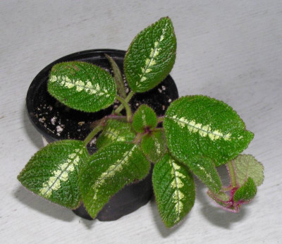 No Name Episcia aus SE.jpg