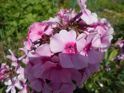 Phlox Sternenhimmel.JPG