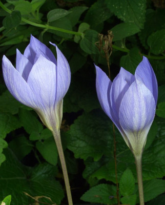 Crocus_speciosus_06.jpg