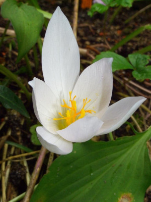 Crocus_speciosus_albus_06.jpg