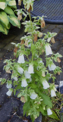 Campanula   ...  18.6.17 002.jpg