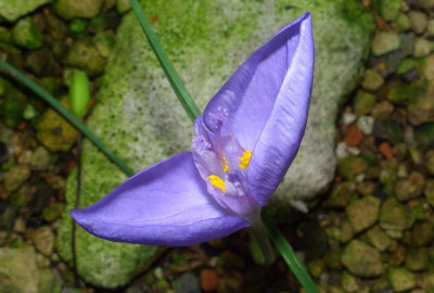Crocus_banaticus_komisch.jpg