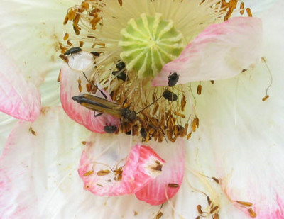 Insekten_im_Mohn_1_1_1.jpg