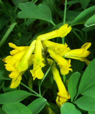 Pseudofumaria_lutea_Herbst_06.jpg