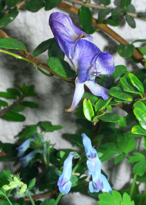 Corydalis_und_Aconitum.jpg