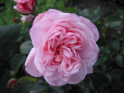 Octavia_Hill_Okt_06.jpg