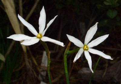 Narcissus_serotinus_06.jpg