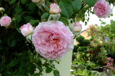 DSCF1752.JPG