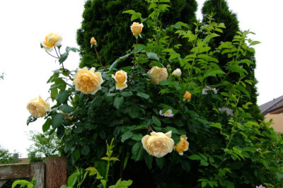 2013 rosen + lilien 017.jpg
