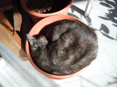 fränzchen.JPG