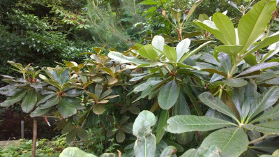 WP_20160714_049 Rhododendron praestans TS 9238 4210m ARS, arizelum HECC 10068 und semnoides C.6512.jpg