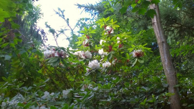 WP_20160718_007 Rhododendron auriculatum.jpg