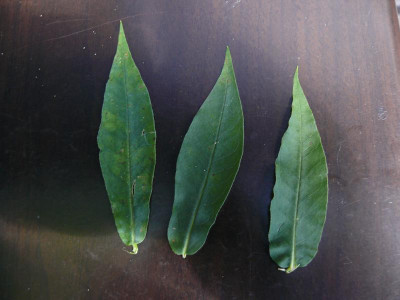 P. paniculata_Wildform_P1130755.JPG