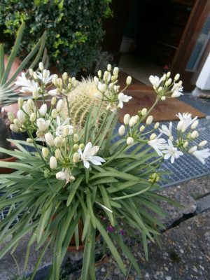 agapanthus, geranie 002.JPG