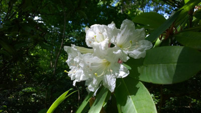 WP_20160718_003 Rhododendron auriculatum.jpg