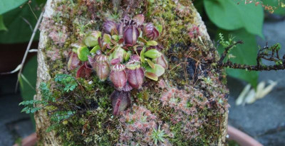 Cephalotus-Zwergulme.jpg